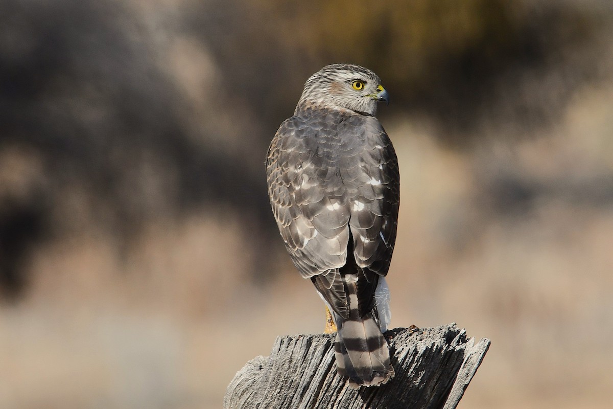 Sharp-shinned Hawk - ML629791971