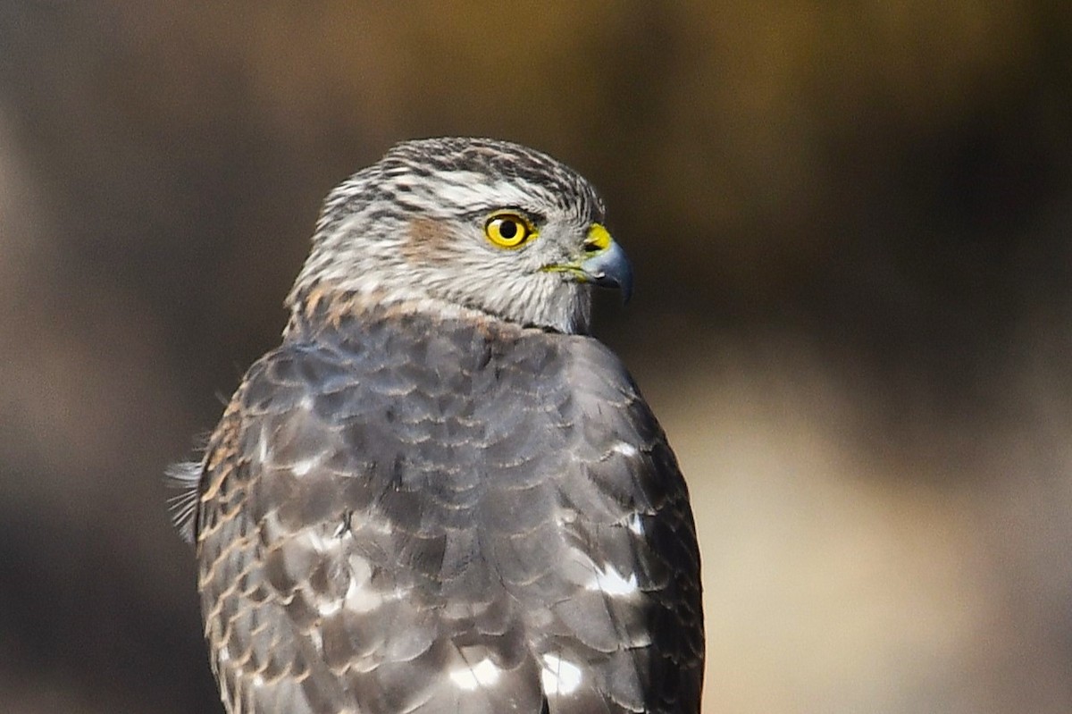 Sharp-shinned Hawk - ML629791981