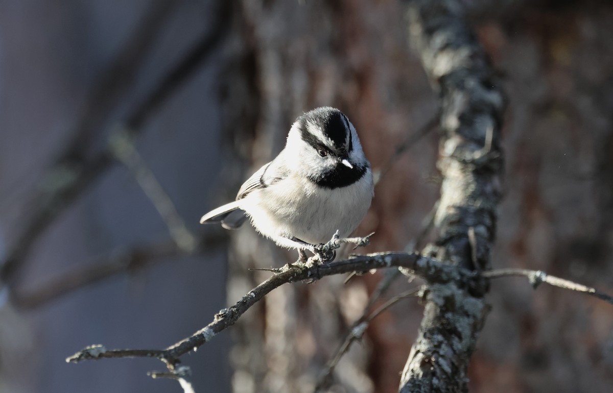 Mountain Chickadee - ML629792010