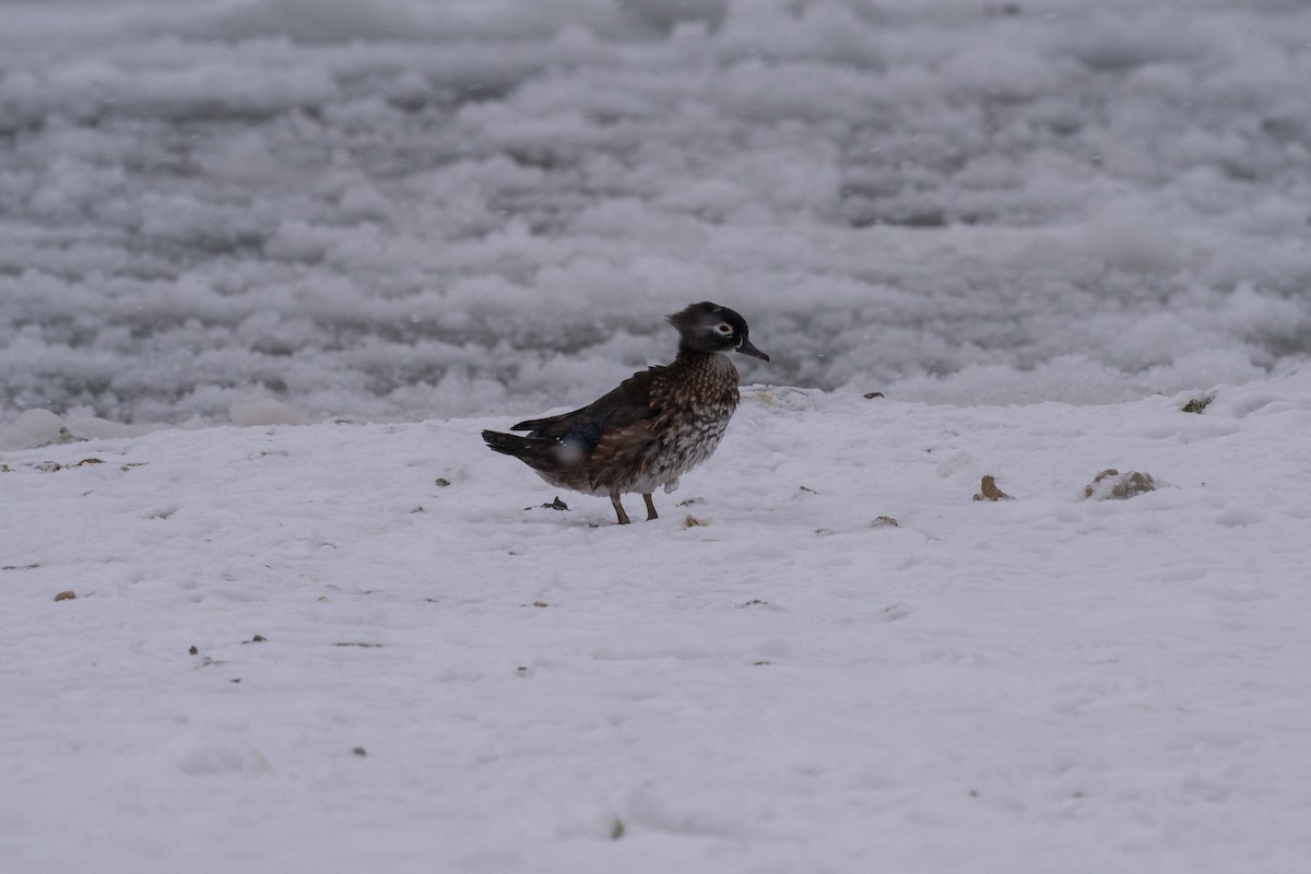 Wood Duck - ML629792034
