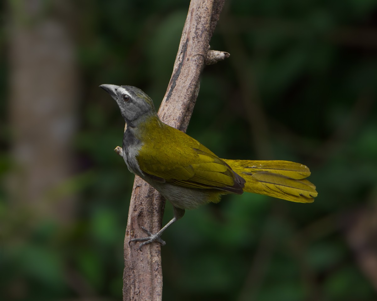 Buff-throated Saltator - ML629792294