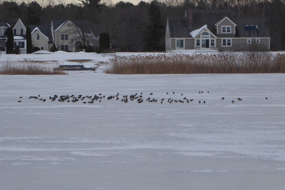 Mallard - ML629792698