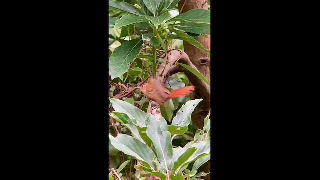 Red-faced Spinetail - ML629792866