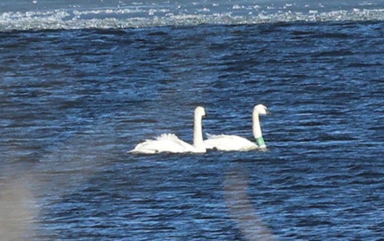 Trumpeter Swan - ML629793105