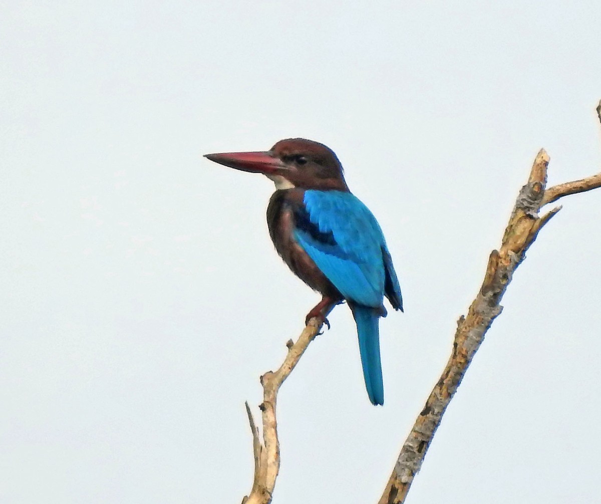 White-throated Kingfisher - ML629793109