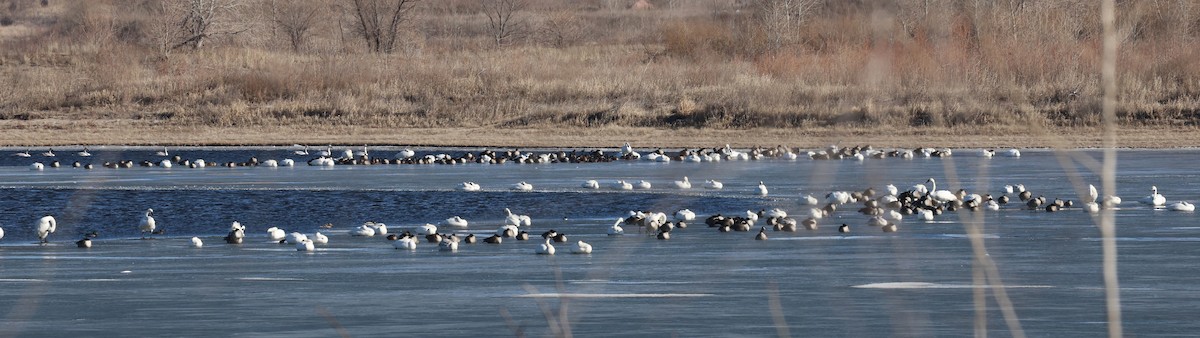Trumpeter Swan - ML629793122