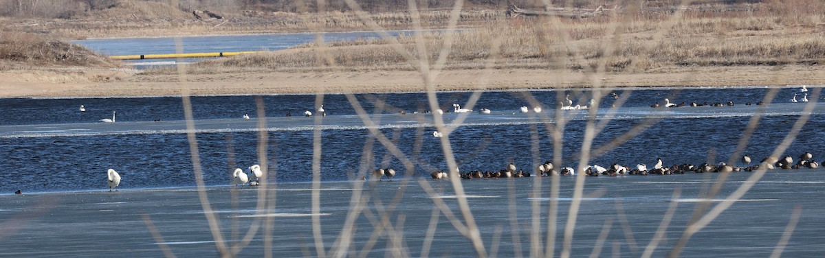 Trumpeter Swan - ML629793169