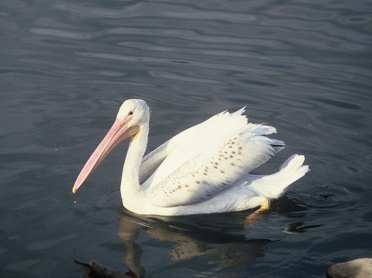 American White Pelican - ML629793280