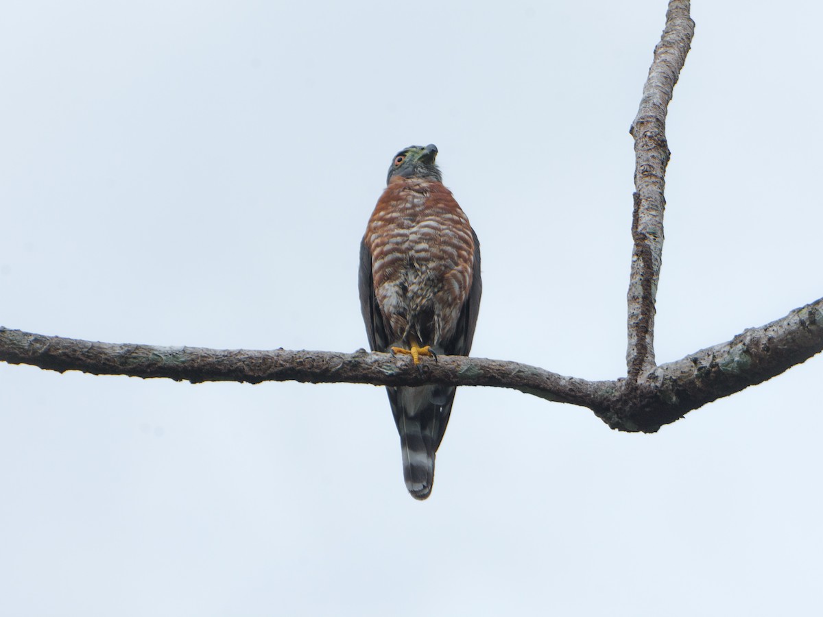 Double-toothed Kite - ML629793379