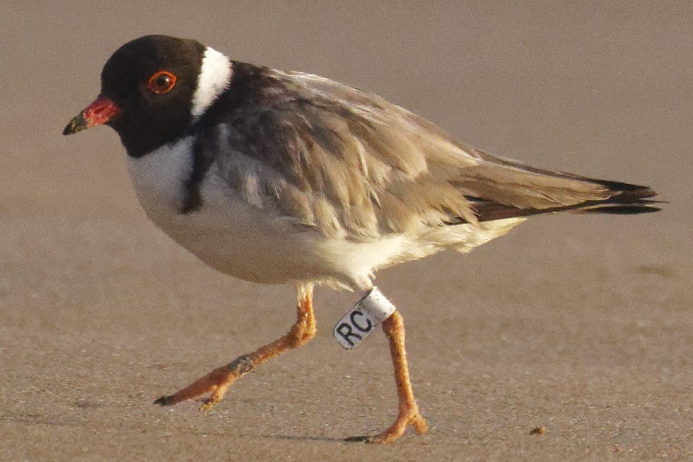 Hooded Plover - ML629793548
