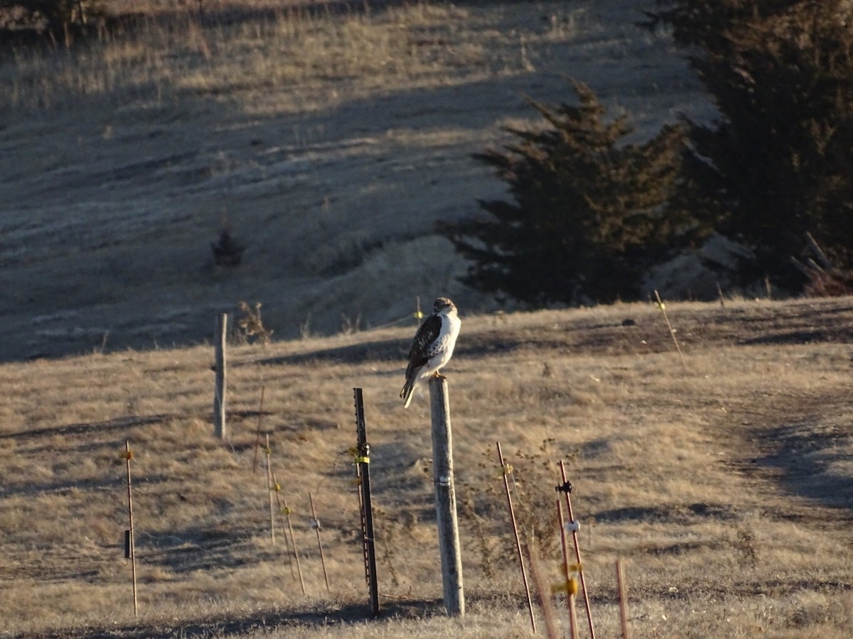 Ferruginous Hawk - ML629793732