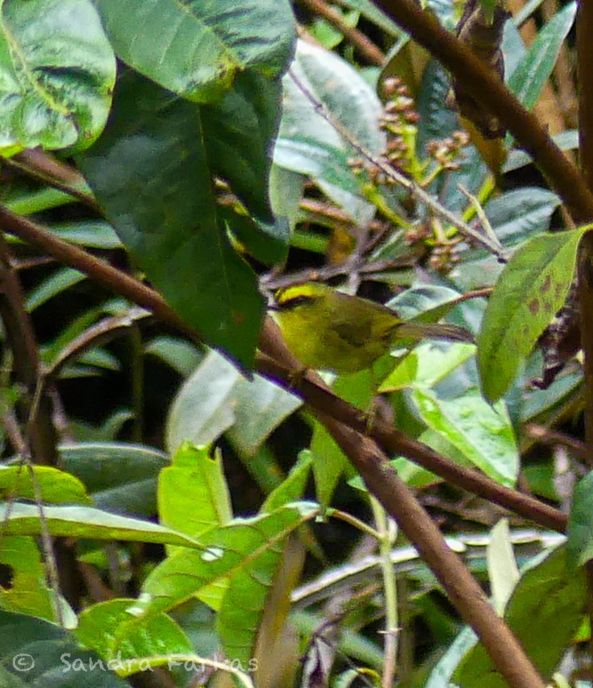 Citrine Warbler - ML629793765