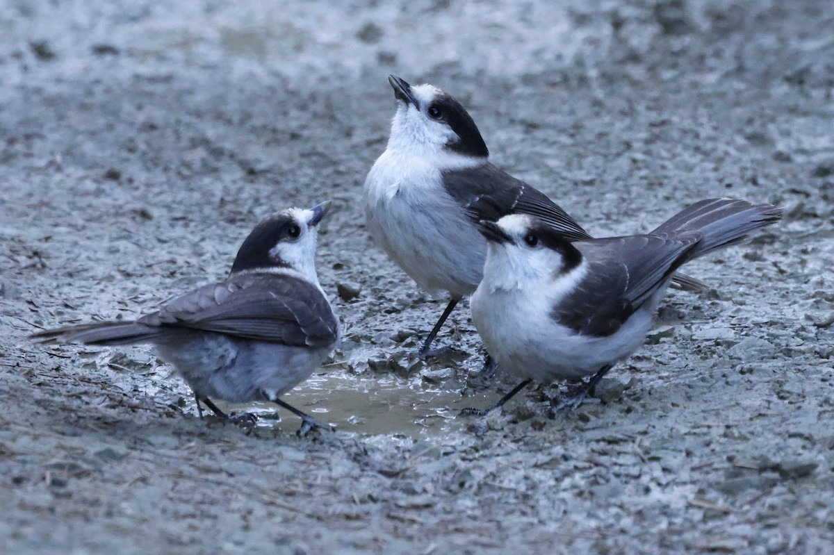 Canada Jay - ML629793941
