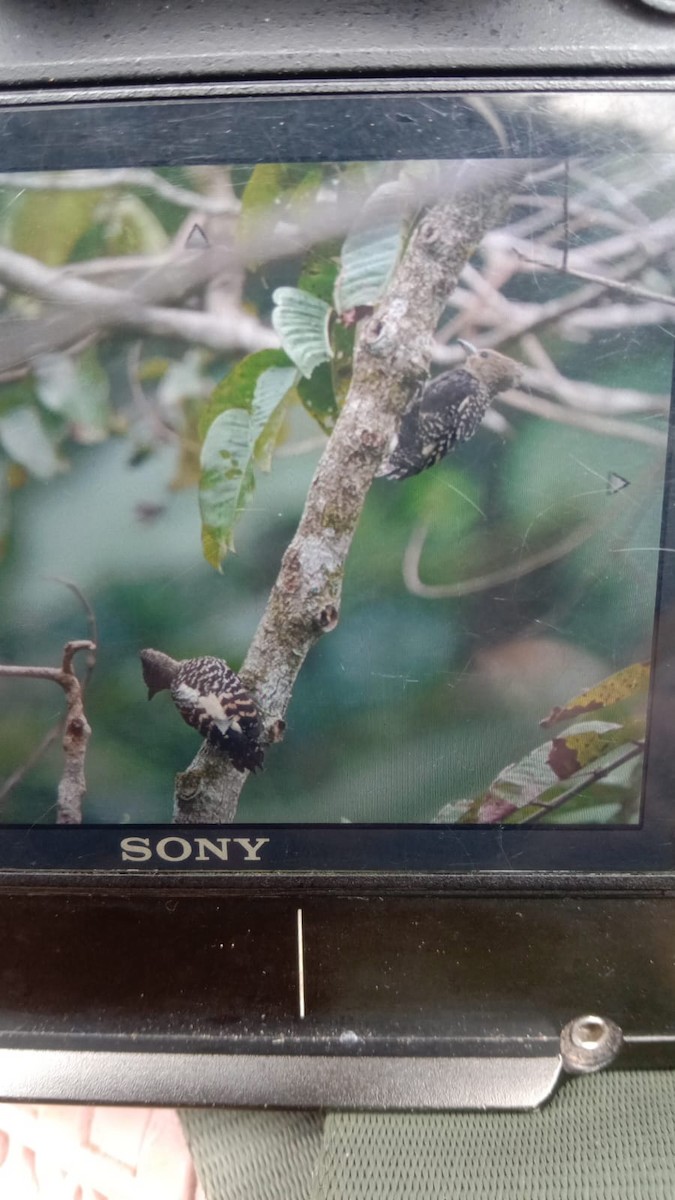 Zebra Woodpecker - ML629793950