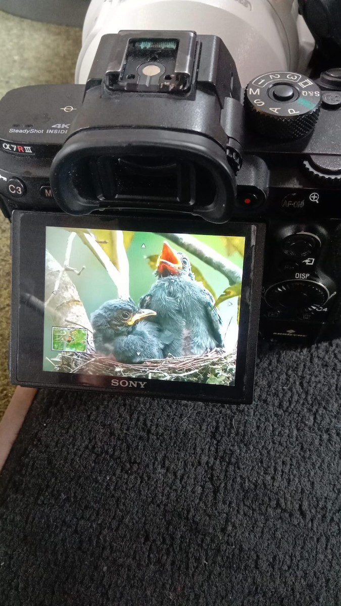 Ashy Drongo - ML629794117