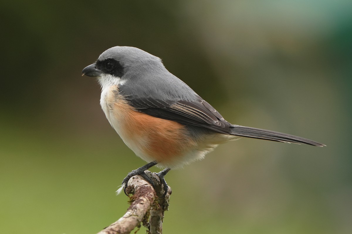 Mountain Shrike - ML629794122