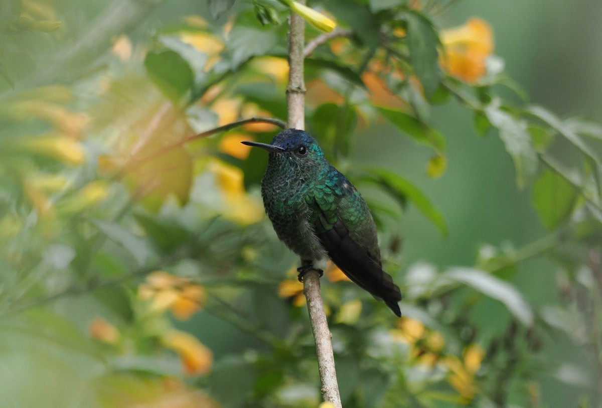 Indigo-capped Hummingbird - ML629794154