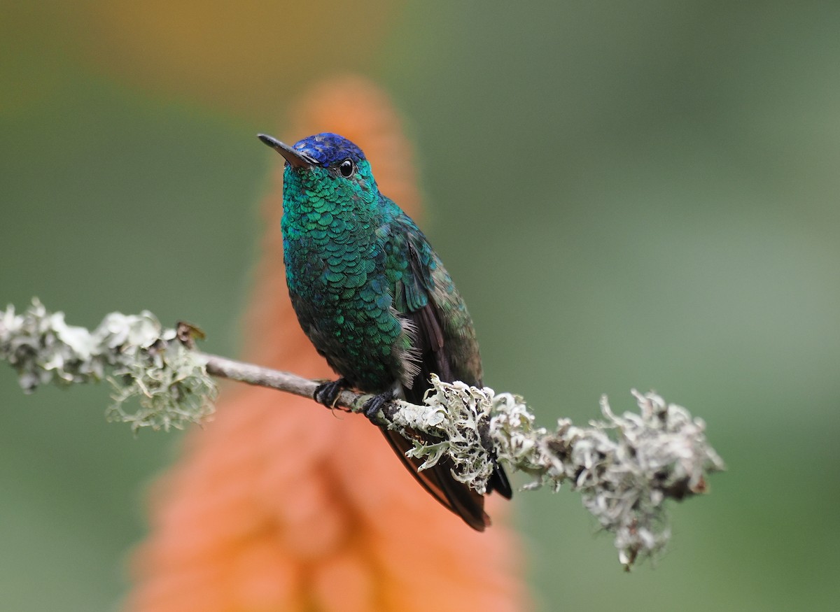 Indigo-capped Hummingbird - ML629794155