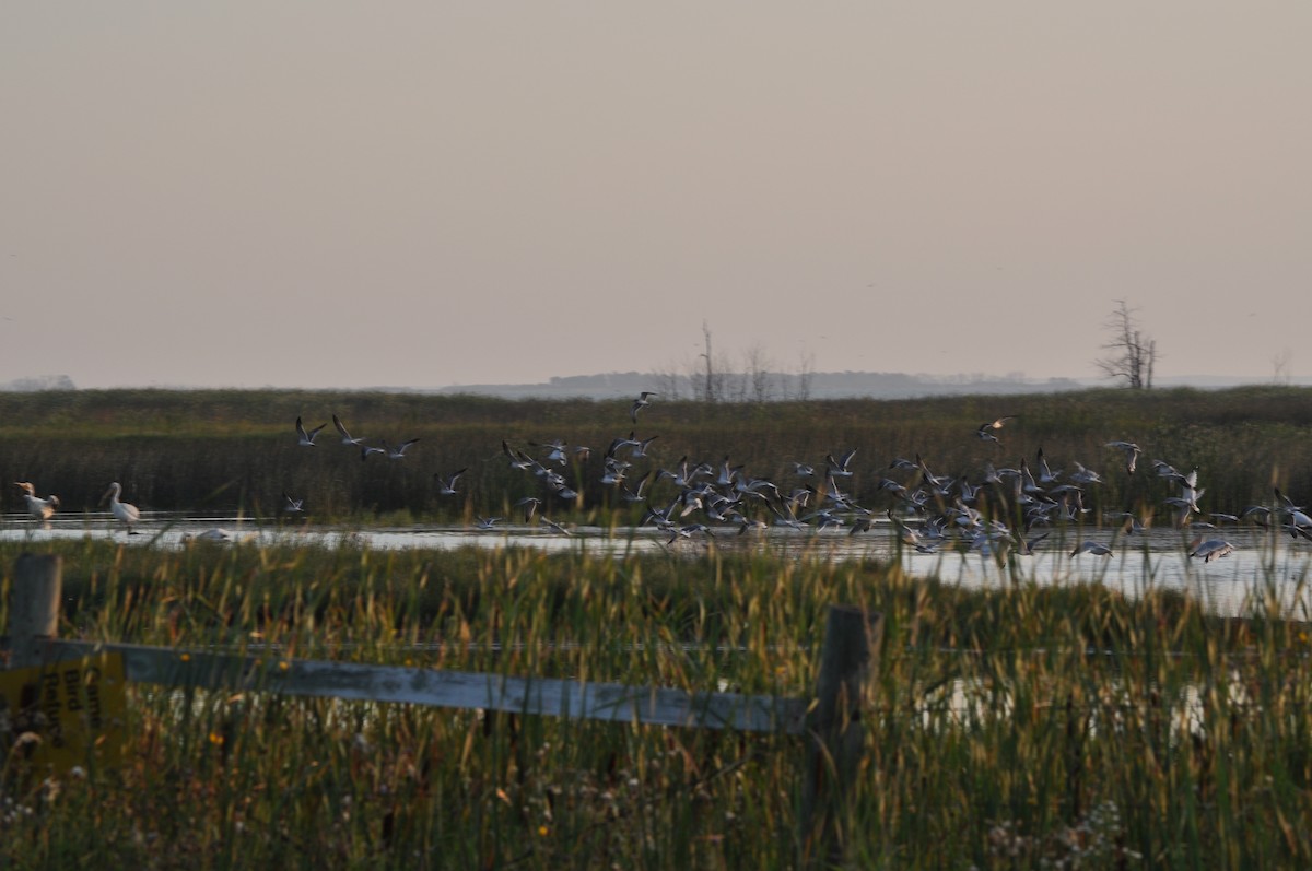 Franklin's Gull - ML629794228