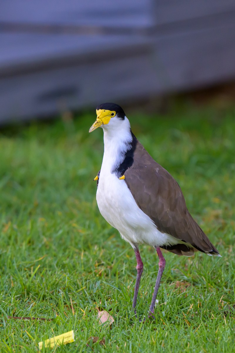 Masked Lapwing - ML629794298
