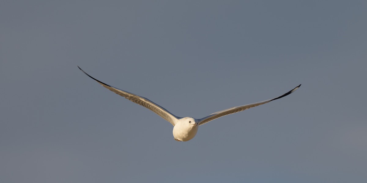 Silver Gull - ML629794302