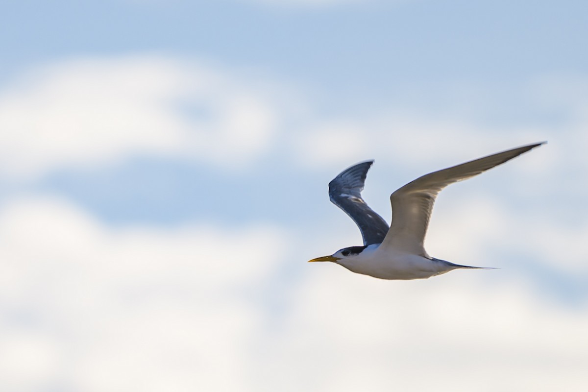 Great Crested Tern - ML629794309