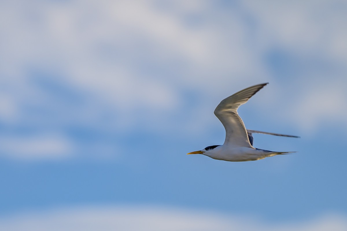 Great Crested Tern - ML629794310