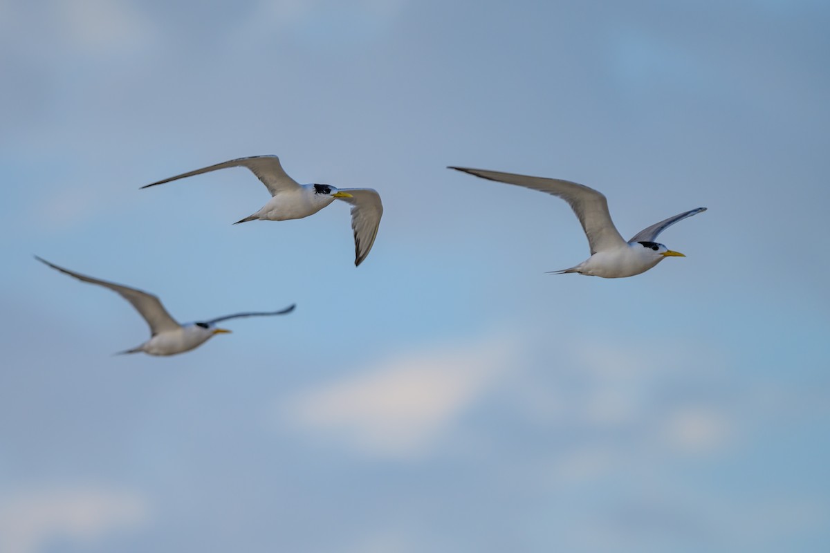 Great Crested Tern - ML629794311