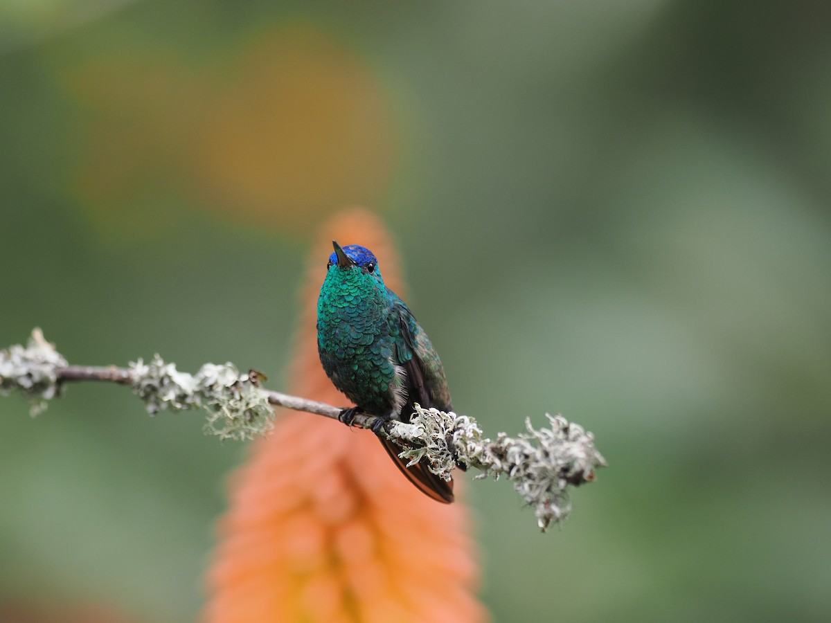 Indigo-capped Hummingbird - ML629794316