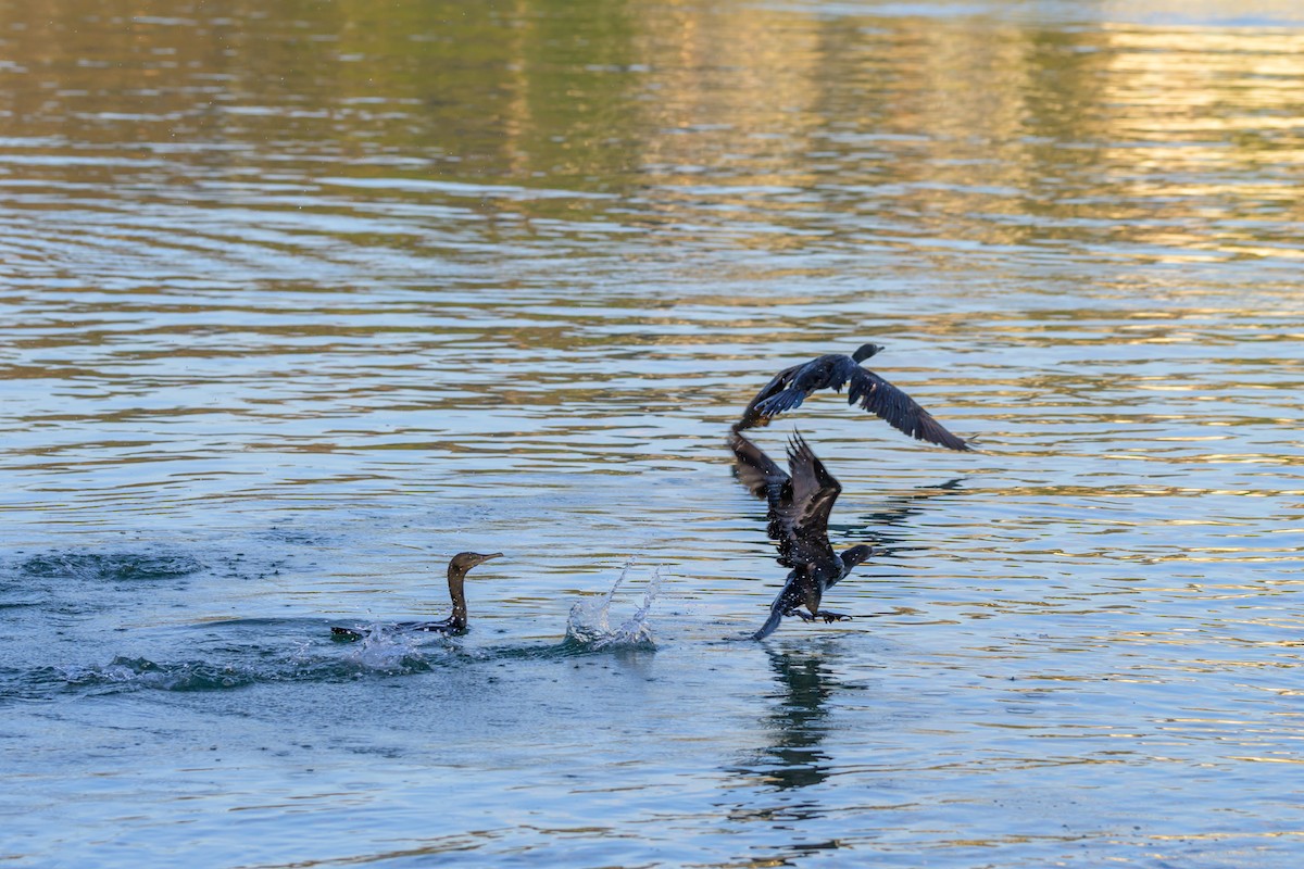Little Black Cormorant - ML629794322