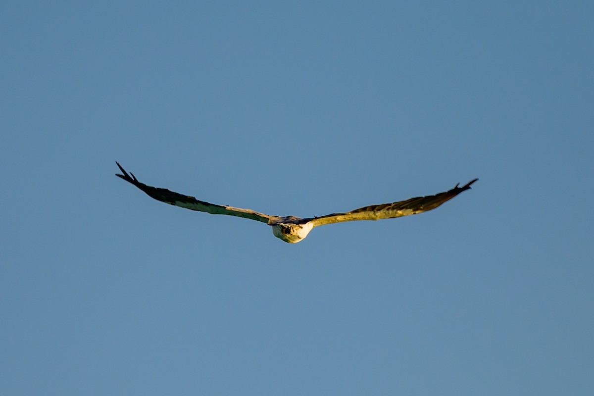 White-bellied Sea-Eagle - ML629794327