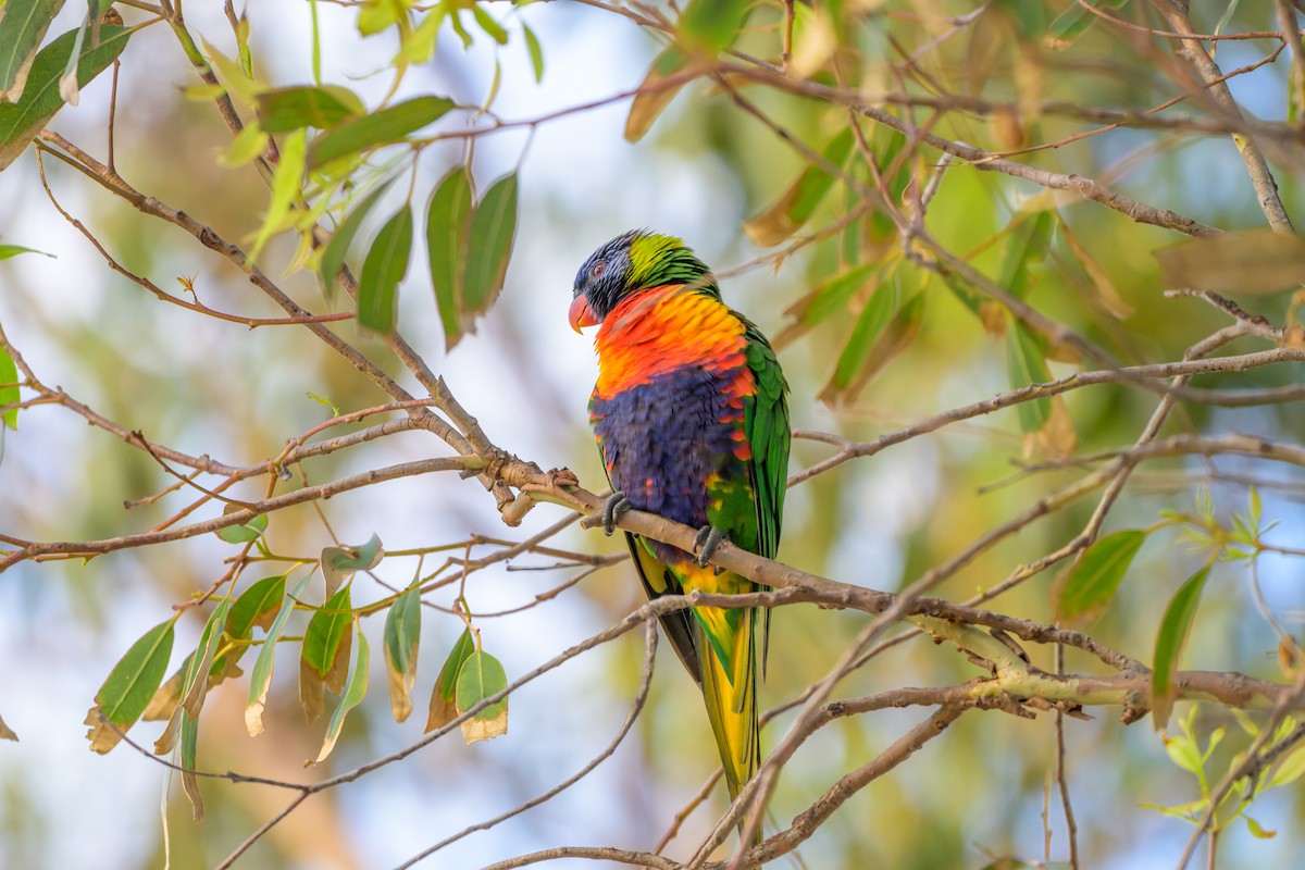 Rainbow Lorikeet - ML629794336