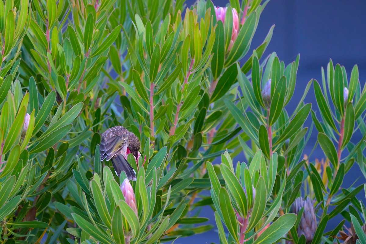 Little Wattlebird - ML629794345