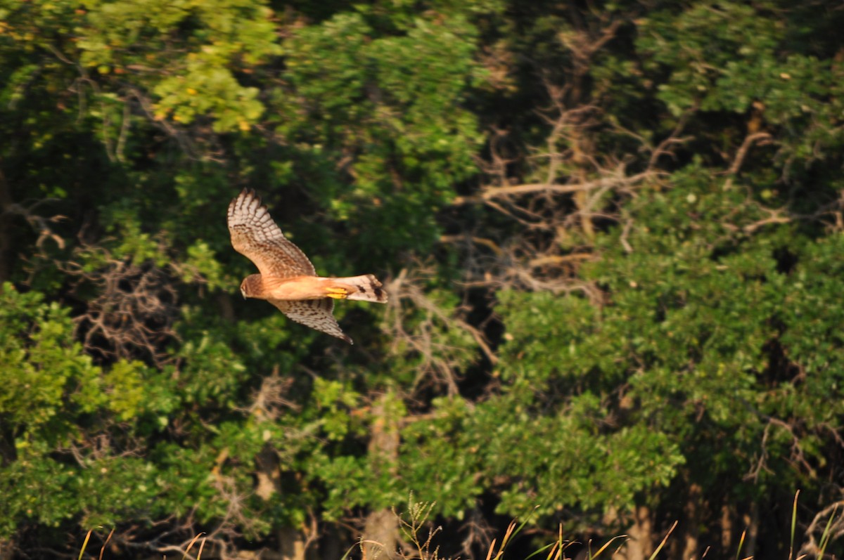 Northern Harrier - ML629794480