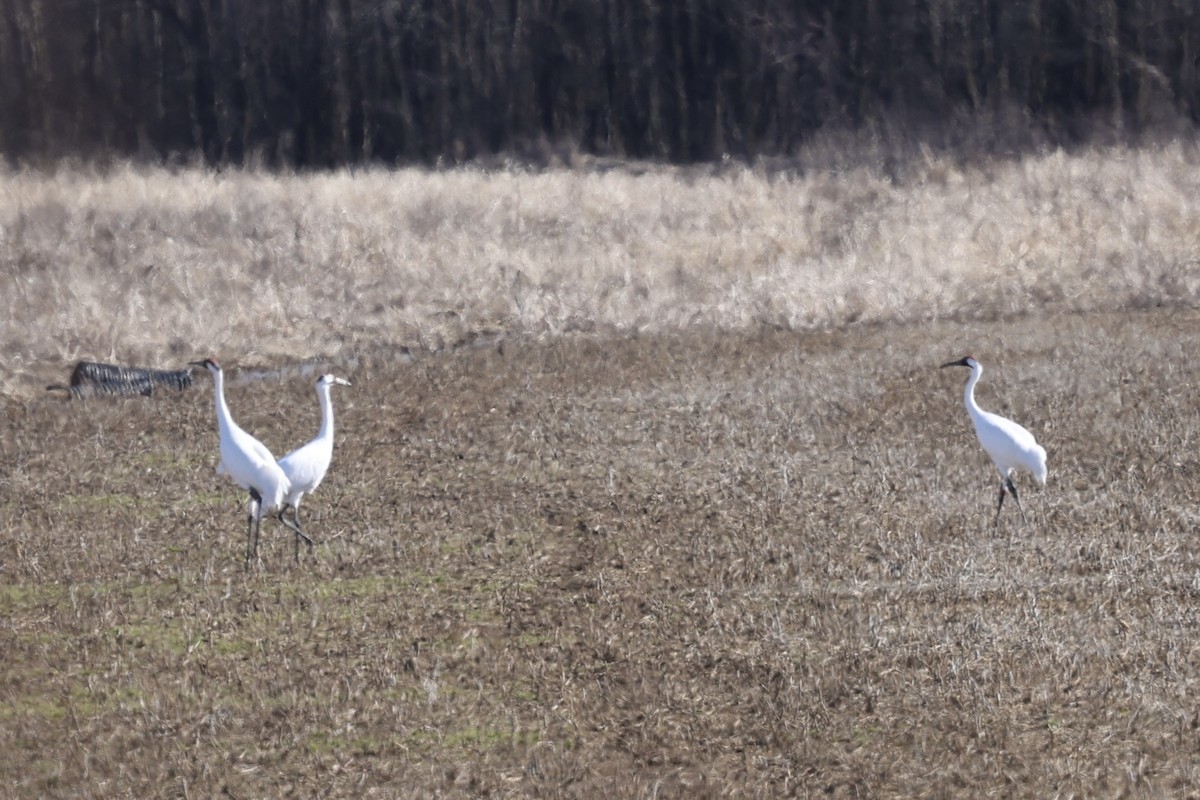 Whooping Crane - ML629794572