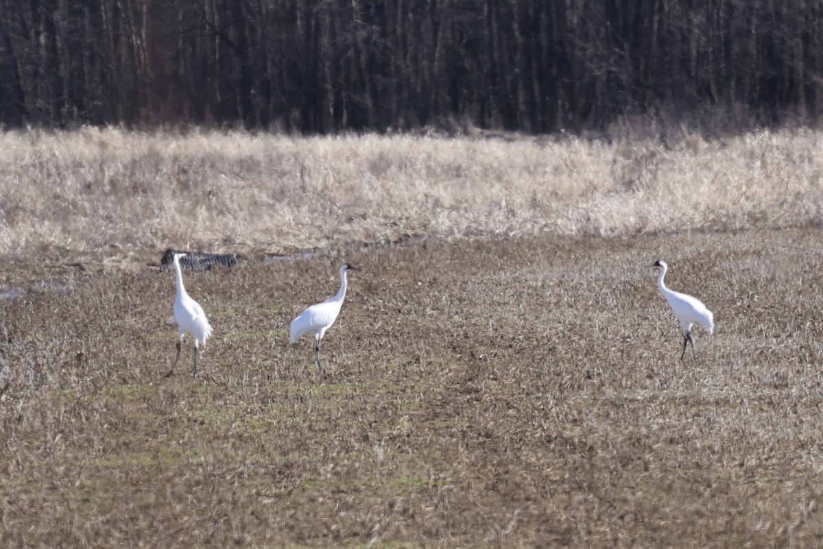 Whooping Crane - ML629794573