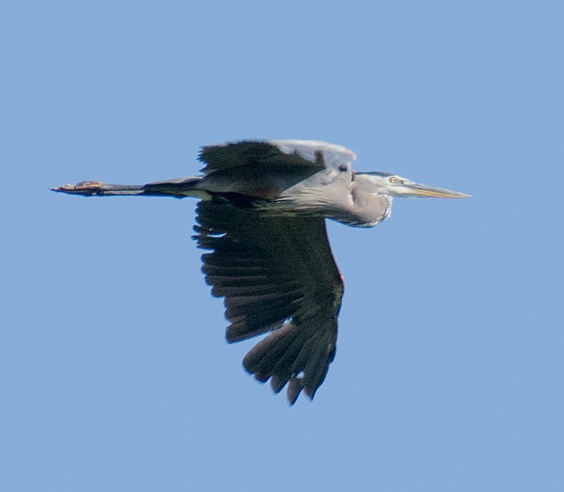 Great Blue Heron - Jack and Shirley Foreman