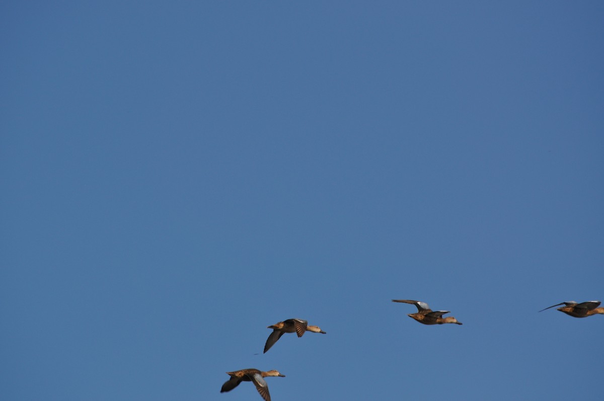 Blue-winged Teal - ML629794619