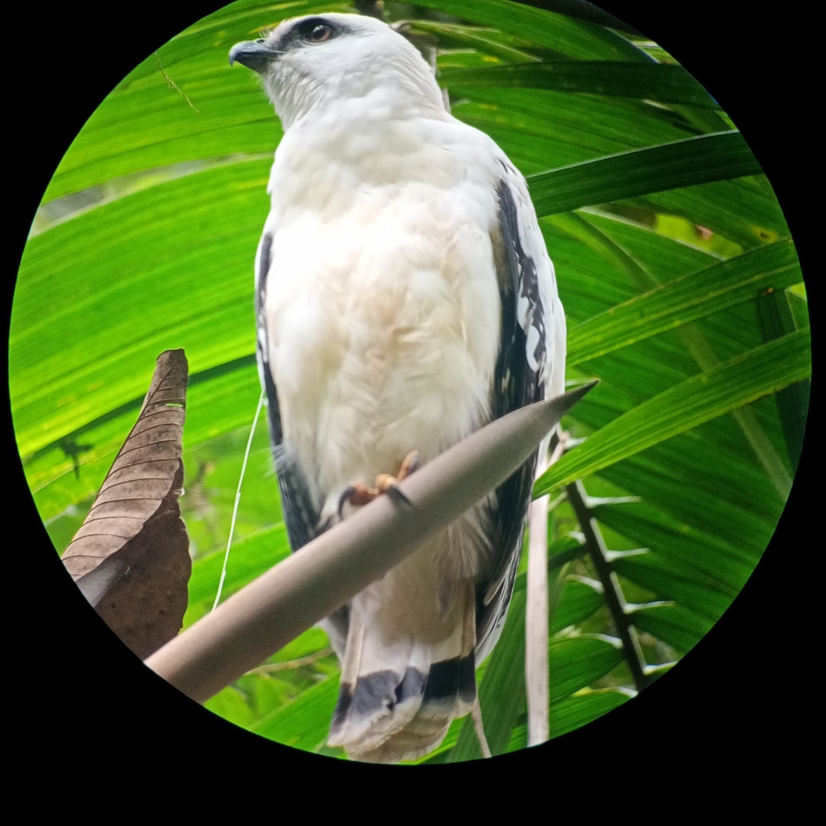 White Hawk - ML629794620