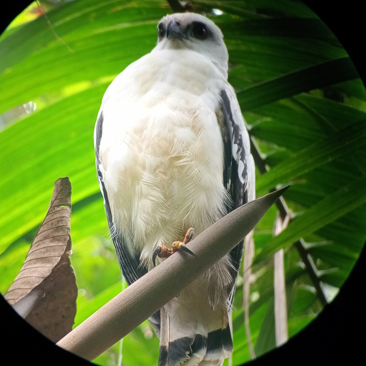 White Hawk - ML629794622