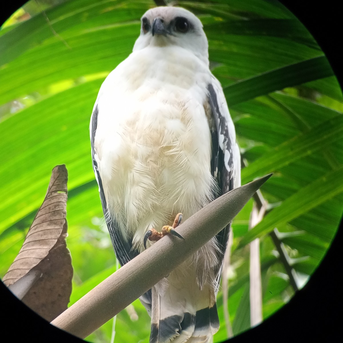 White Hawk - ML629794623