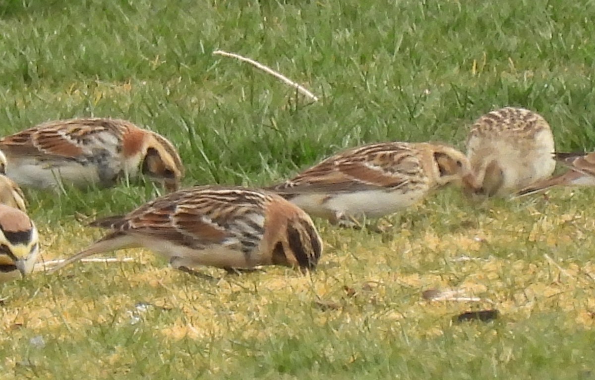 Lapland Longspur - ML629794794