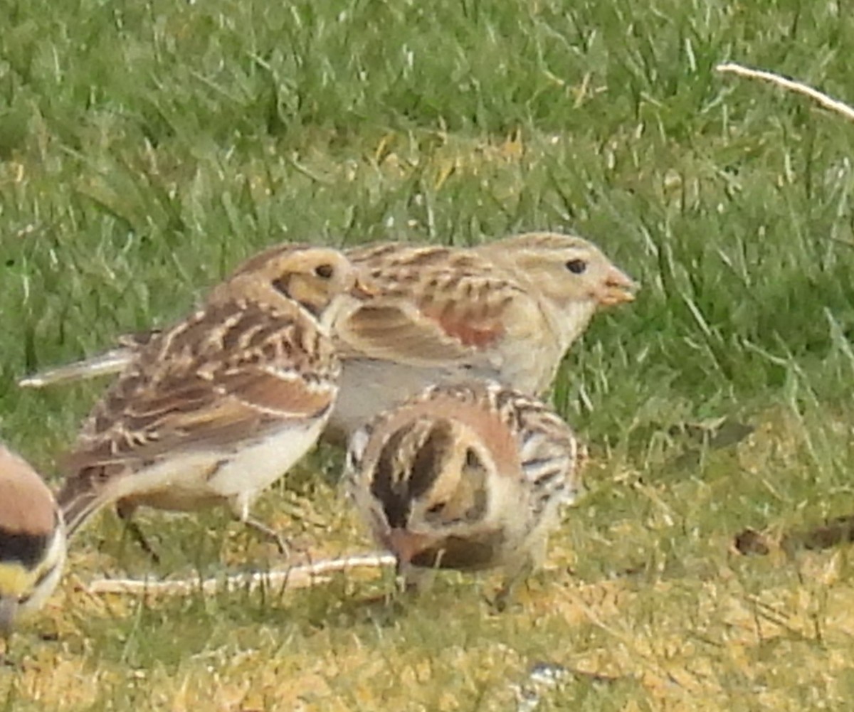 Lapland Longspur - ML629794808