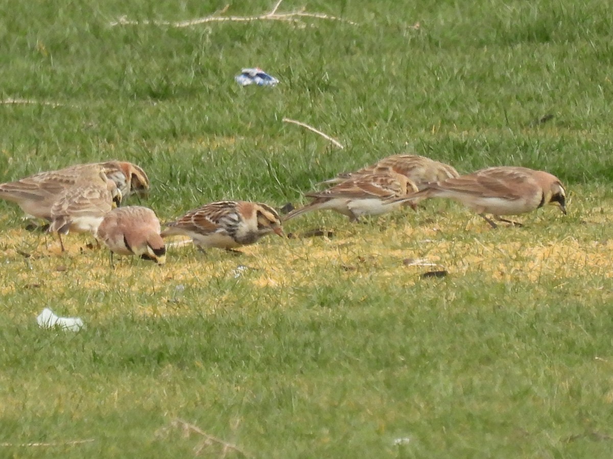 Lapland Longspur - ML629794809
