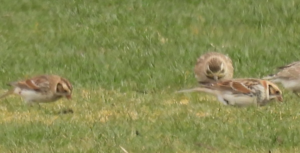 Lapland Longspur - ML629794841