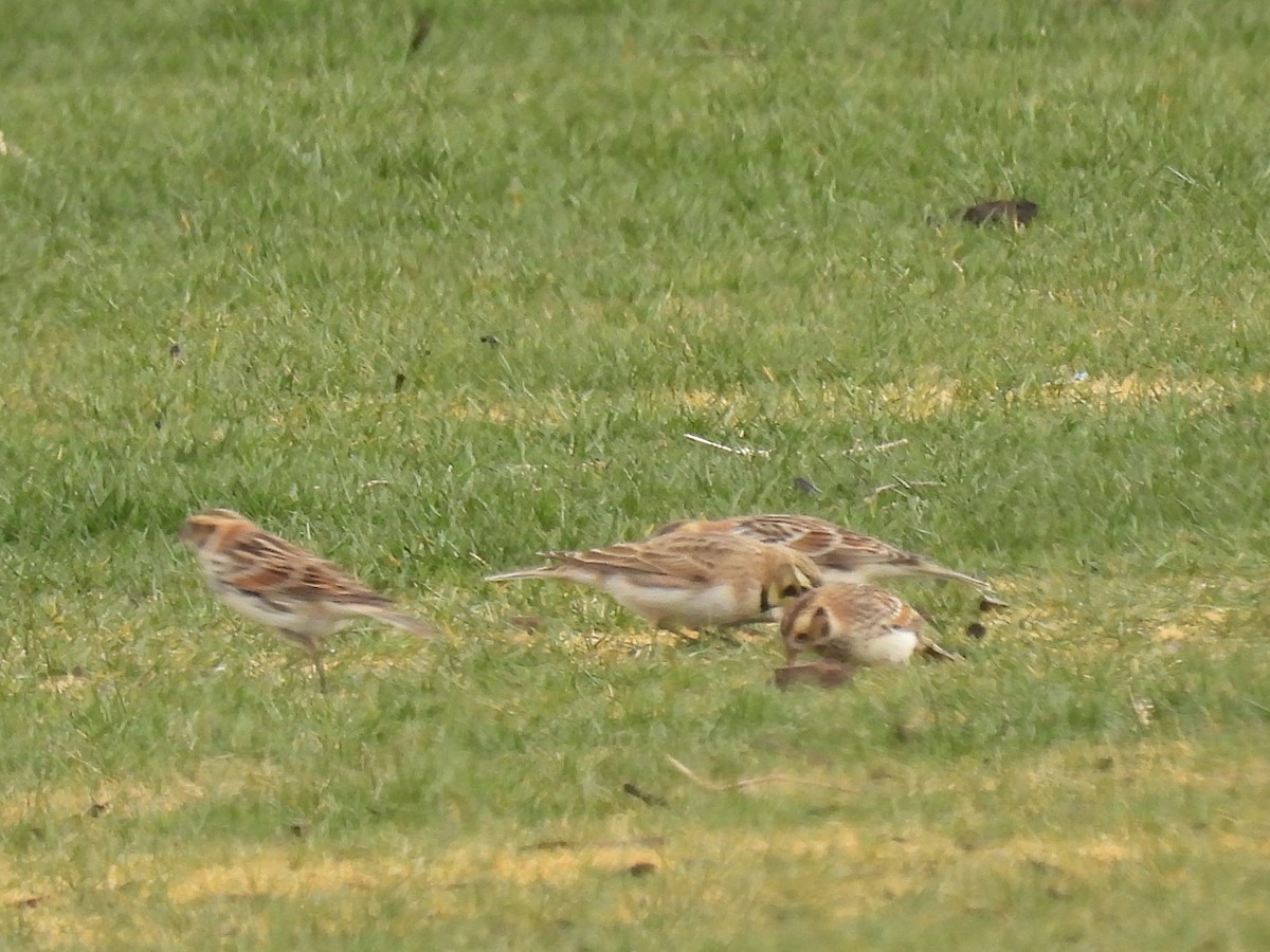 Lapland Longspur - ML629794842