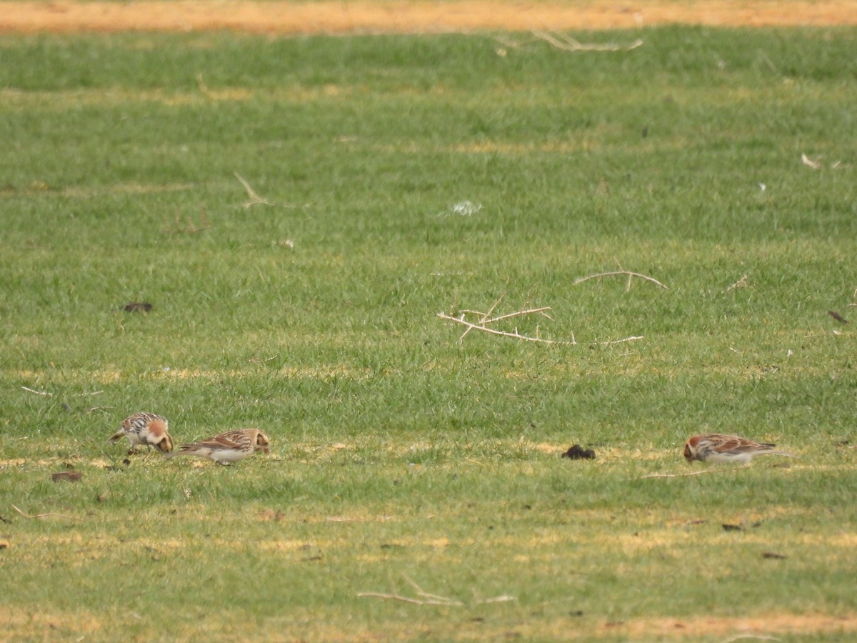 Lapland Longspur - ML629794843