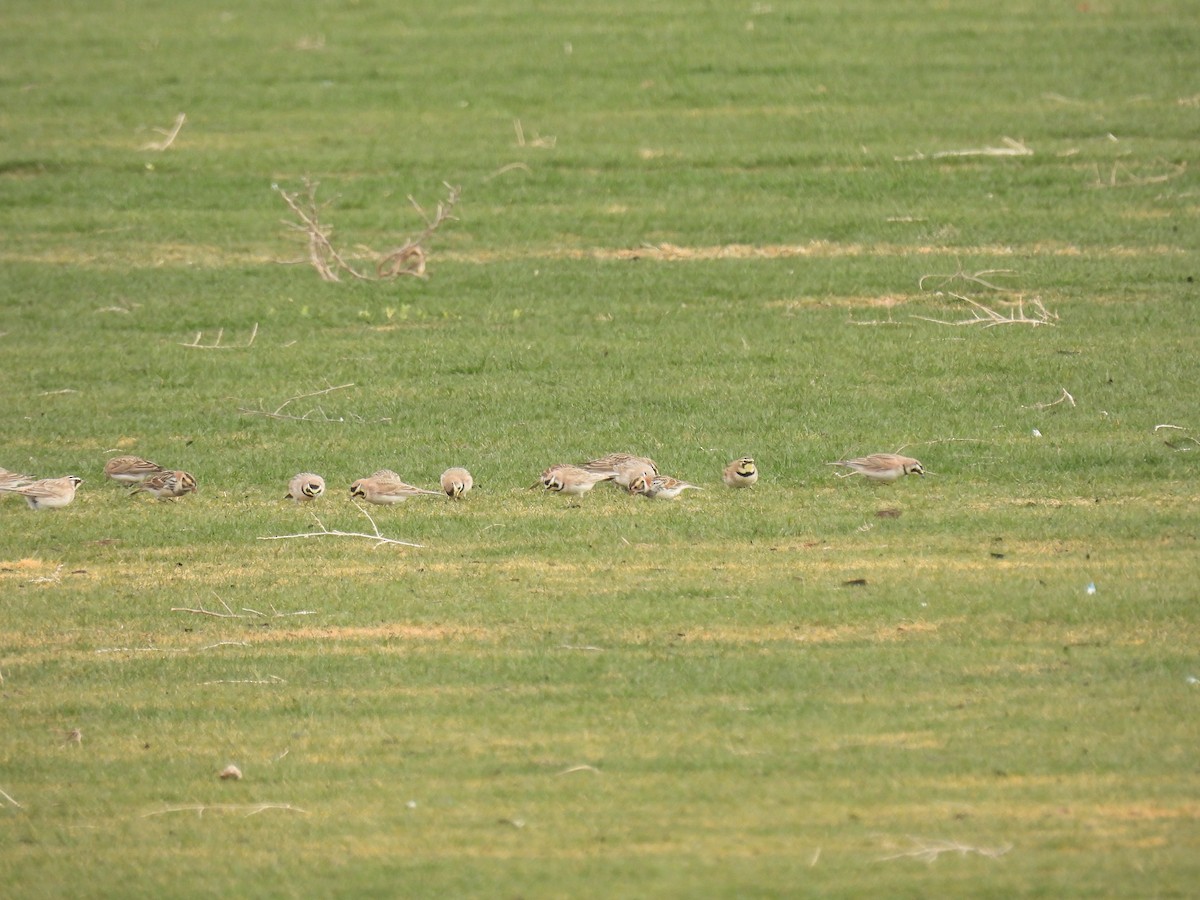 Lapland Longspur - ML629794854