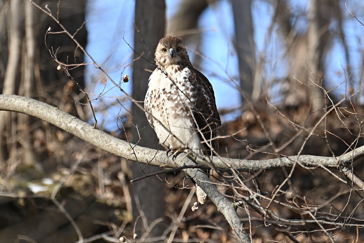 Red-tailed Hawk - ML629795046