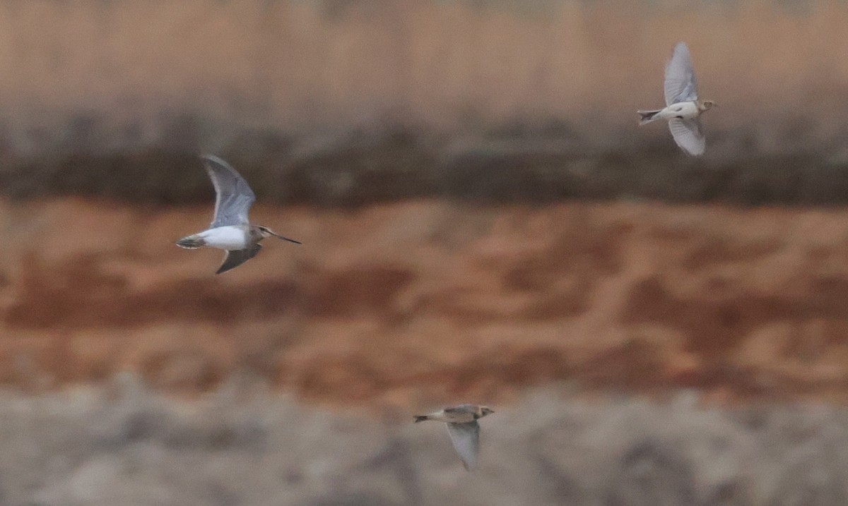 Common/Wilson's Snipe - ML629795132